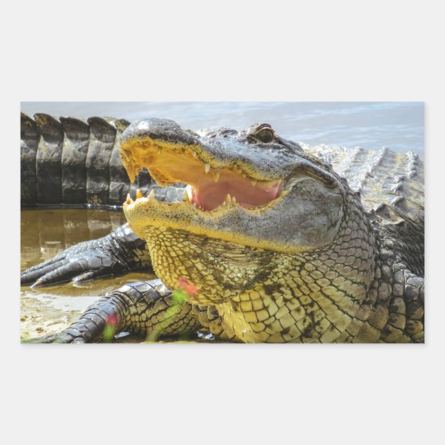 Florida  Alligators  Face to face Rectangular Sticker (Front)