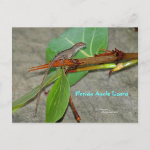 Florida anole lizard Postcard