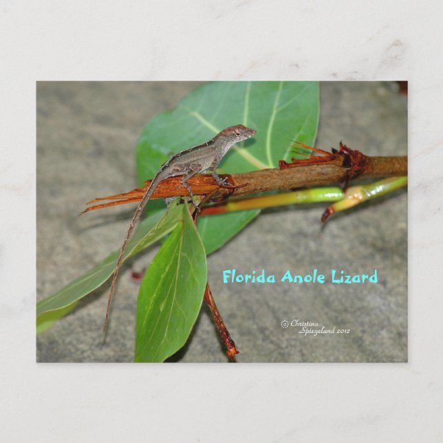 Florida anole lizard Postcard (Front)