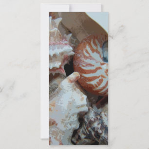Florida Beach shells