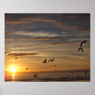 Florida Beach Sunset with Birds Poster