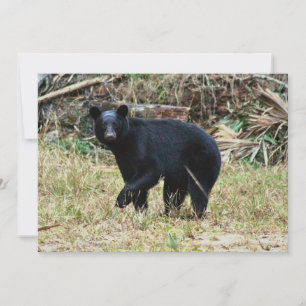 Florida Black Bear Card