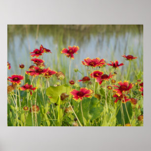 FLORIDA BLANKET FLOWERS Poster
