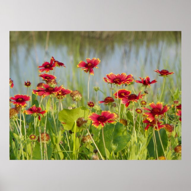 FLORIDA BLANKET FLOWERS Poster (Front)