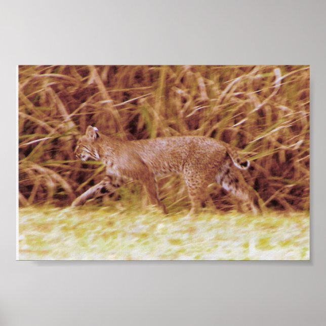Florida Bobcat Poster (Front)