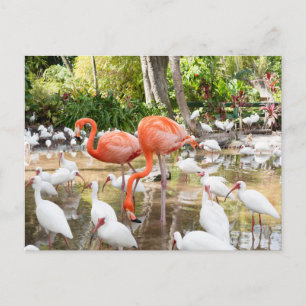 Florida Bonita Springs Pink Flamingo Travel Postcard
