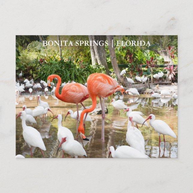 Florida Bonita Springs Pink Flamingo Travel Postcard (Front)