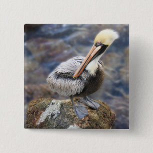 Florida Brown Pelican Standing on Jetty Rock 15 Cm Square Badge
