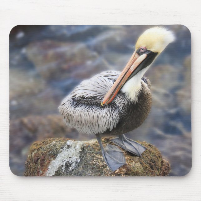 Florida Brown Pelican Standing on Jetty Rock Mouse Mat (Front)