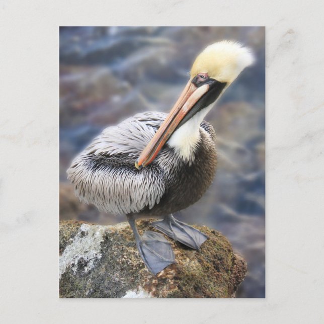 Florida Brown Pelican Standing on Jetty Rock Postcard (Front)