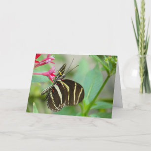 "Florida Butterfly on Red Pentos." Greeting Card