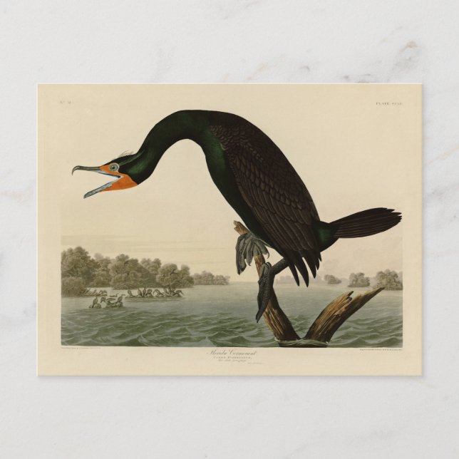 Florida Cormorant from Audubon's Birds of America Postcard (Front)