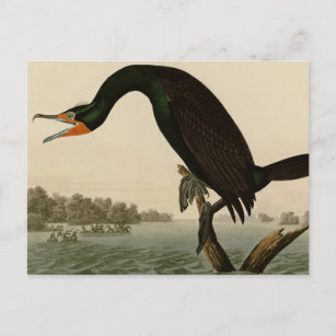 Florida Cormorant Postcard