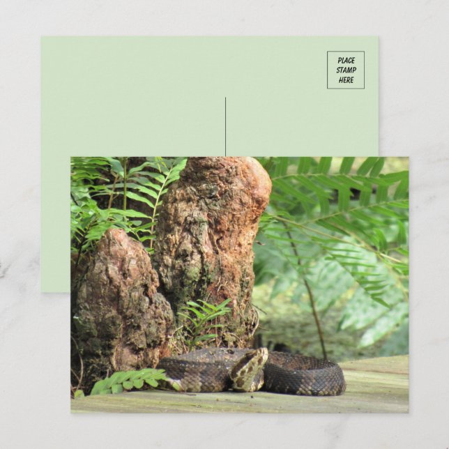 Florida Cottonmouth in the Swamp Postcard (Front/Back)