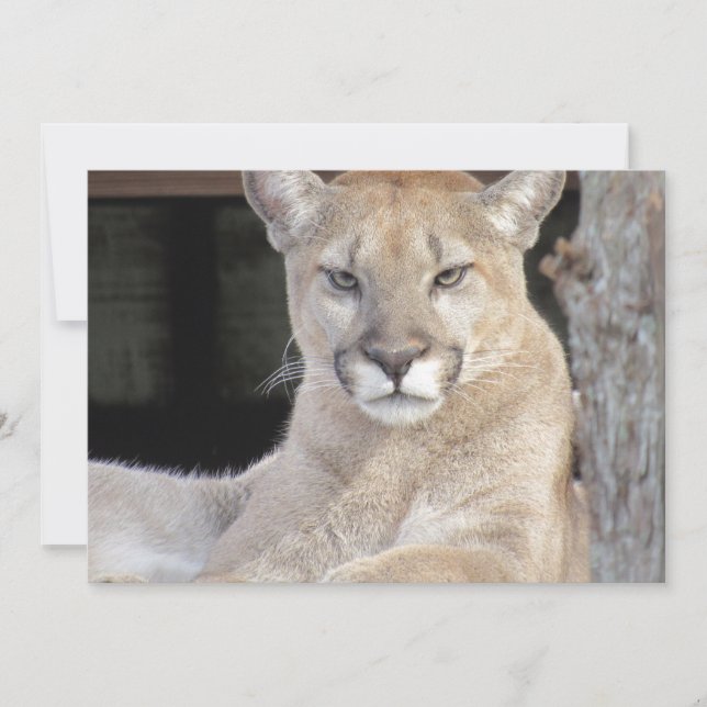 Florida Cougar Flat Greeting Card (Front)