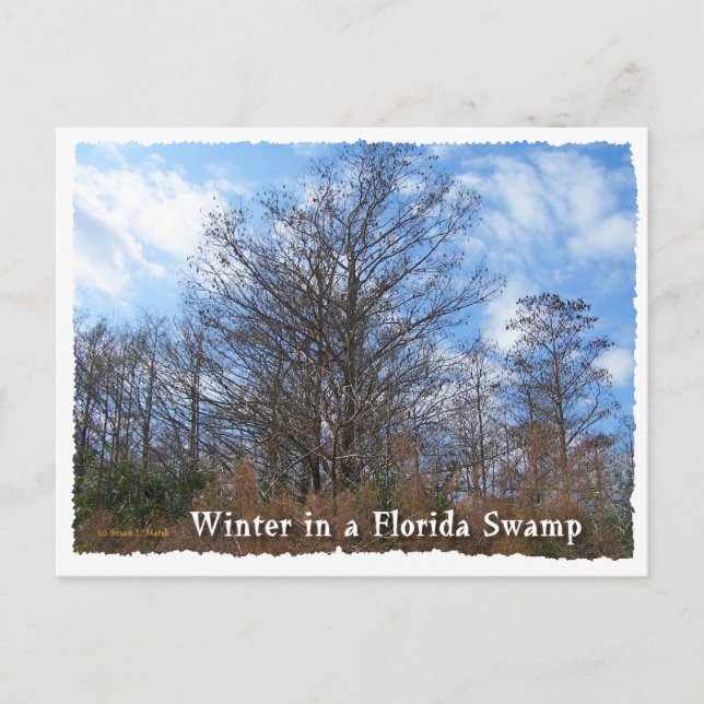 Florida Cypress Swamp Winter scene Postcard (Front)