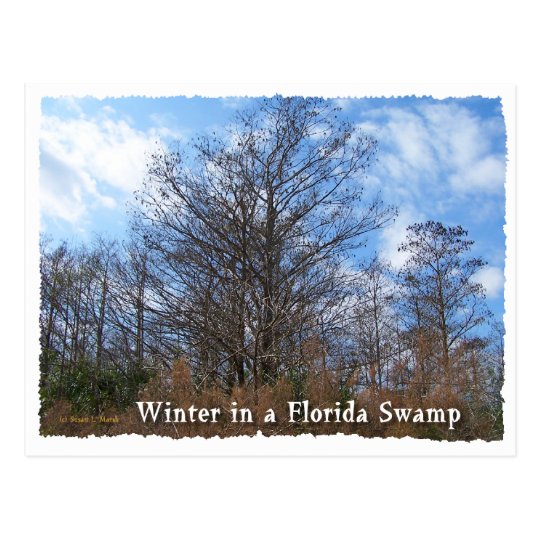 Florida Cypress Swamp Winter scene Postcard