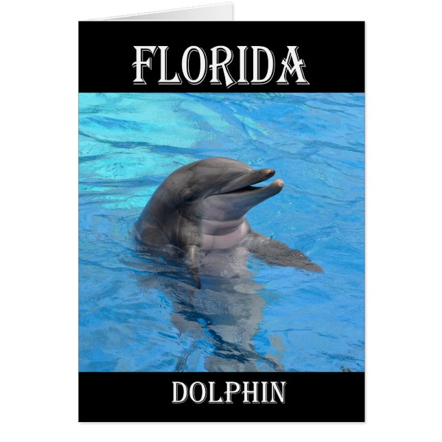 Florida Dolphin (Front)