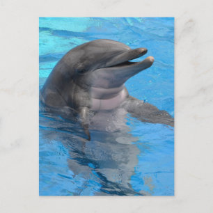 Florida Dolphin Postcard