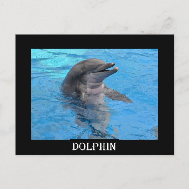 Florida Dolphin Postcard (Front)