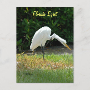 Florida egret Postcard