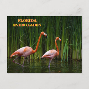 FLORIDA EVERGLADES POSTCARD