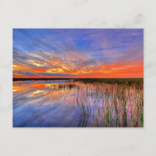 Florida Everglades Postcard