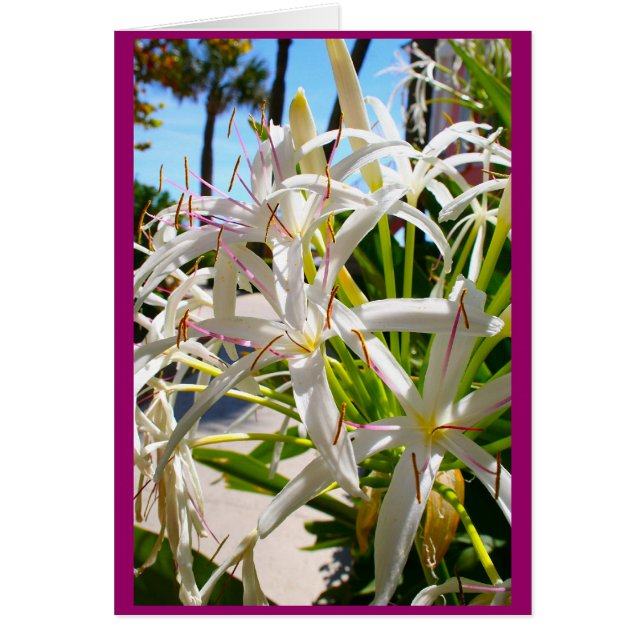 Florida exotic (Front)