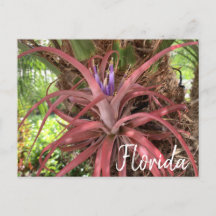 Florida Exotic Flowering Air Plant Postcard