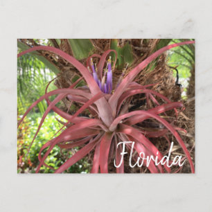 Florida Exotic Flowering Air Plant Postcard