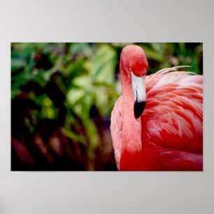 Florida Flamingo 1 Poster