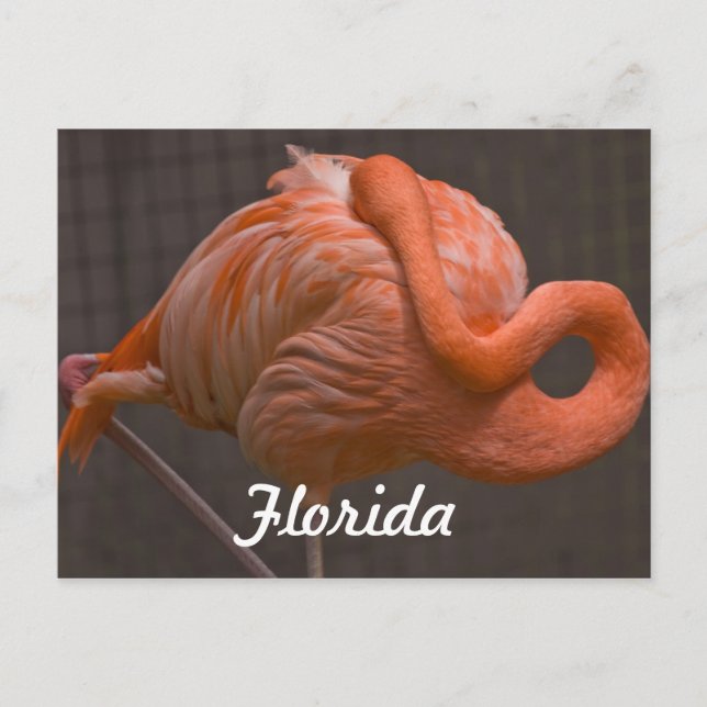 Florida Flamingo Postcard (Front)