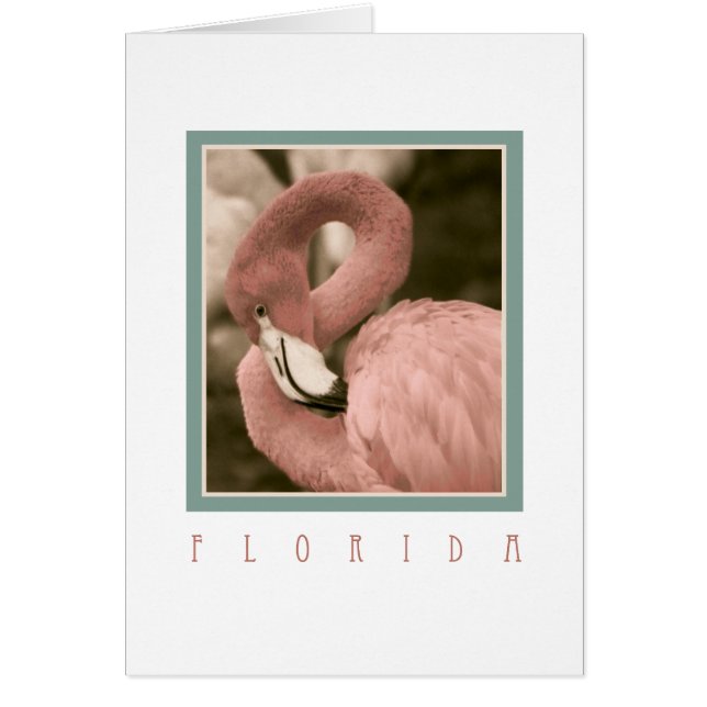 Florida Flamingos (Front)