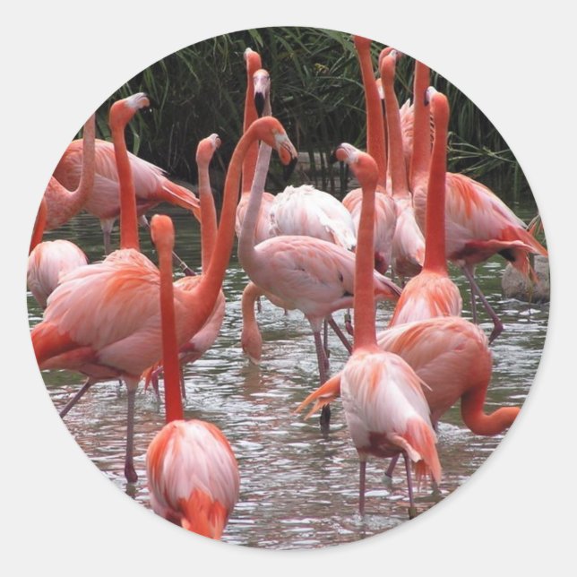 Florida Flamingos Classic Round Sticker (Front)