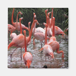 Florida Flamingos Magnet