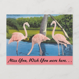Florida, Flamingos Postcard