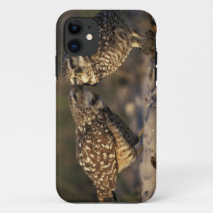 Florida, Fort Myers. Burrowing Owl pair bonding iPhone 11 Case