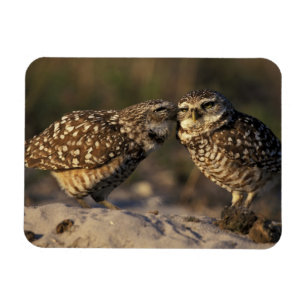 Florida, Fort Myers. Burrowing Owl pair bonding Magnet