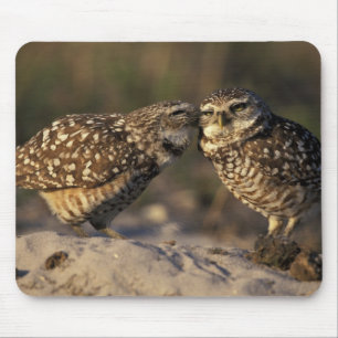 Florida, Fort Myers. Burrowing Owl pair bonding Mouse Mat