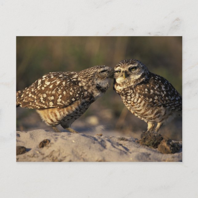 Florida, Fort Myers. Burrowing Owl pair bonding Postcard (Front)