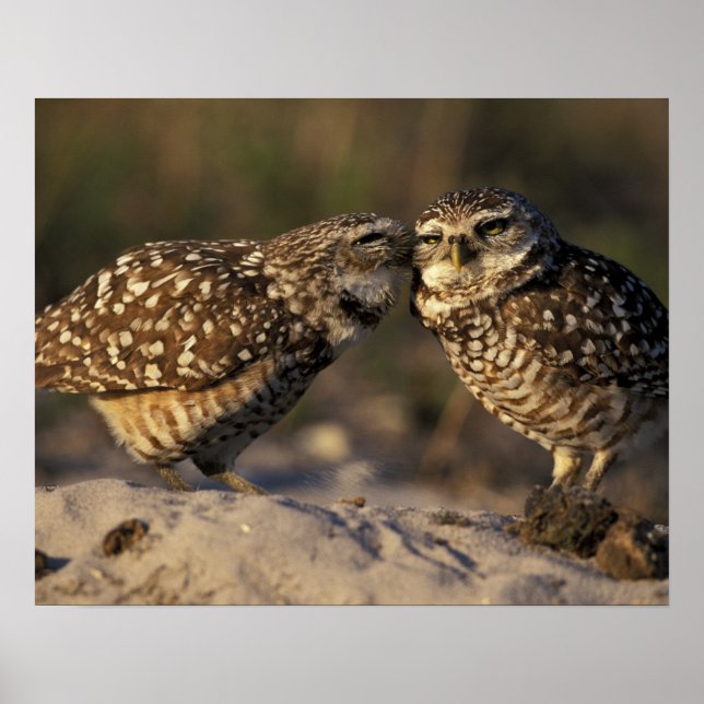 Florida, Fort Myers. Burrowing Owl pair bonding Poster (Front)