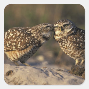 Florida, Fort Myers. Burrowing Owl pair bonding Square Sticker