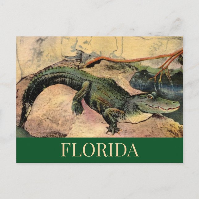 Florida Gator Postcard (Front)
