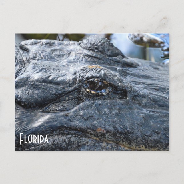 Florida Gator postcard (Front)