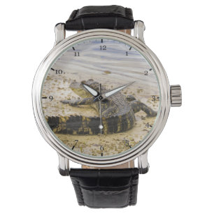 Florida gator watch