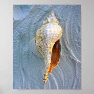 Florida Horse Conch Poster