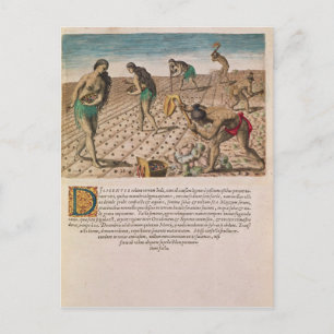Florida Indians planting maize Postcard