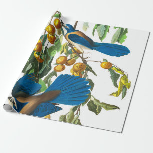 Florida Jay by John James Audubon Wrapping Paper