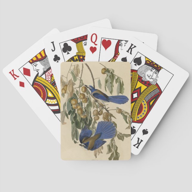 Florida Jay (Scrub-Jay) Audubon's Birds of America Playing Cards (Back)