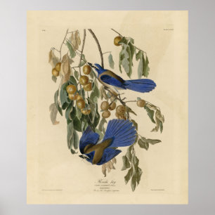 Florida Jay (Scrub-Jay) Audubon's Birds of America Poster